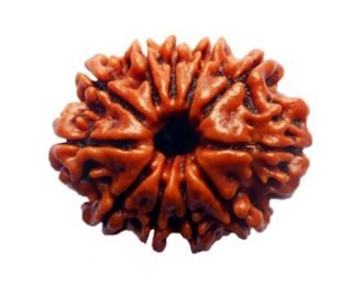 11 MUKHI RUDRAKSHA