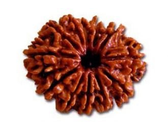 12 MUKHI RUDRAKSHA