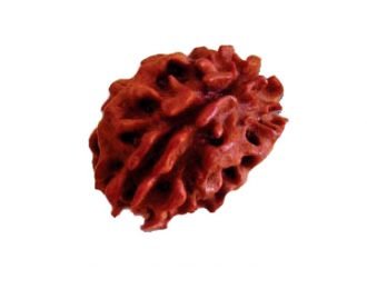 2 MUKHI RUDRAKSHA