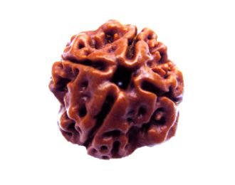 4 MUKHI RUDRAKSHA