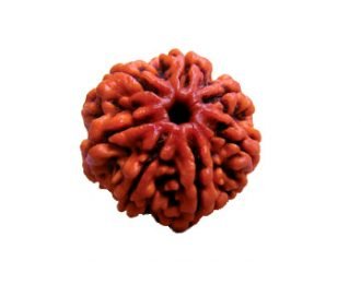 7 MUKHI RUDRAKSHA