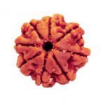8 MUKHI RUDRAKSHA